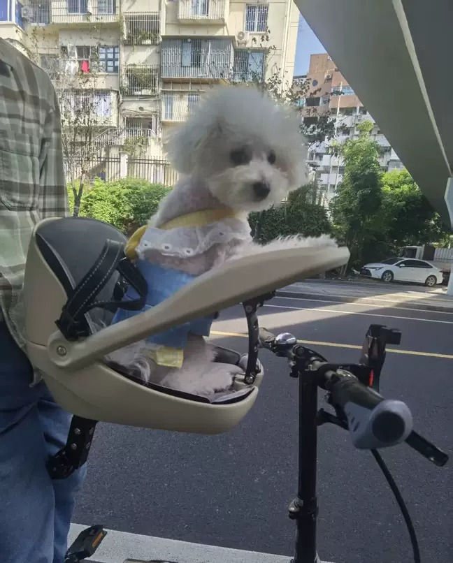 折りたたみ自転車、マウンテンバイク、猫用バスケット、ロードバ - Mountain Biking With Dog のレビューと価格